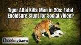 Tiger Altai Kills Man in 20s: Was Fatal Zoo Enclosure Breach a Video Stunt?