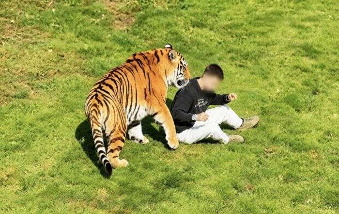 Man Dies After Entering Tiger Enclosure at Yorkshire Wildlife Park