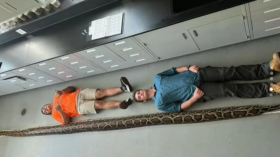 Jake Waleri (right) had been hunting snakes for about two years when he caught a record-breaking 19-ft python